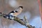 Eurasian bullfinch sitting on a branch with flaking bark at sun