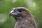 Eurasian buzzard (Buteo buteo)