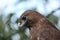 Eurasian buzzard (Buteo buteo)