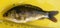 Eurasian carp or European carp (Cyprinus carpio), widely known as the common carp. Ichthyology research.