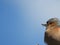 Eurasian Chaffinch Bird