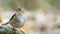 Eurasian chaffinch bird perched on a tree branch.