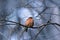 A Eurasian Chaffinch (Fringilla Coelebs )