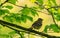 Eurasian Chaffinch(Fringilla coelebs) on branch in spring