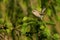 Eurasian Chiffchaff