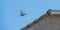 Eurasian collard dove flying from a roof below a blue sky in sunlight in spring