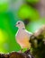 Eurasian collard dove portrait