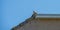 Eurasian collard dove on a roof below a blue sky in sunlight in spring