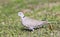 Eurasian Collared Dove