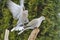 Eurasian Collared Dove