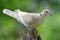 Eurasian Collared Dove