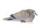 Eurasian collared dove