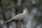 Eurasian collared dove