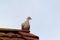 Eurasian collared dove on chimney