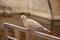 Eurasian collared dove, latin name Streptopelia decaocto resting