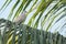 Eurasian Collared Dove on a palm branch