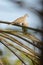 Eurasian Collared Dove on a palm branch