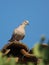 Eurasian Collared Dove on roof