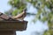 Eurasian Collared-Dove on roof of a house