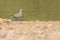 Eurasian Collared Dove in shallow water
