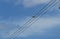 Eurasian collared dove sitting on the electrical cords under a blue sky