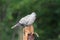 Eurasian collared dove standing on stump