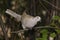 Eurasian collared dove (streptopelia decaocto )