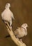 Eurasian Collared Dove (Streptopelia decaocto)