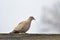 Eurasian Collared-Dove (Streptopelia decaocto)