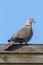 Eurasian collared dove Streptopelia decaocto bird