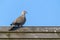 Eurasian collared dove Streptopelia decaocto bird