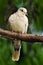 Eurasian Collared Dove, Streptopelia decaocto, bird sitting on the branch. Dove in the forest. Dove in the nature habitat. Dove si