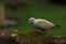 The Eurasian collared dove Streptopelia decaocto on the brown branche