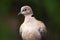 Eurasian Collared Dove, Streptopelia decaocto, detail portrait of garden bird, dark green forest habitat, France