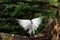 The Eurasian collared dove Streptopelia decaocto with a grenn background