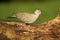 The Eurasian collared dove Streptopelia decaocto in morning sun