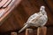 The Eurasian collared dove Streptopelia decaocto sitting on wood pillars