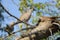 Eurasian Collared Doves