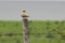 Eurasian Collered Dove perching on Pole