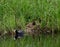 Eurasian or common coot, fulicula atra, female mallard duck with ducklings
