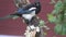 Eurasian or common magpie /Pica pica/ sits on a branch and pecks bacon