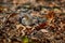 Eurasian common moorhen searching for food in autumn season