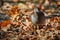 Eurasian common moorhen searching for food in autumn season