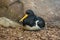 Eurasian Common pied oystercatcher in Moscow zoo