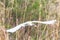 Eurasian or Common White Spoonbills in flight, Platalea leucorodia