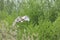 Eurasian or Common White Spoonbills in flight, Platalea leucorodia