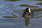 Eurasian coot