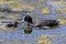 Eurasian coot