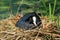 Eurasian coot