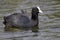 Eurasian coot